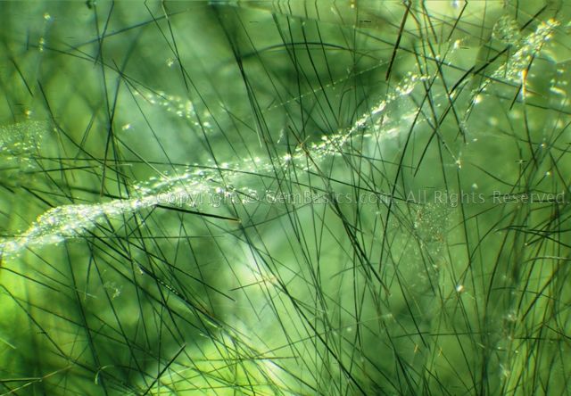 Ludwigite in peridot